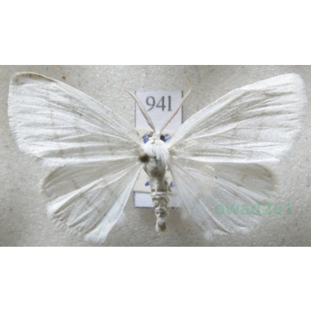 Cabera pusaria (Linnaeus, 1758) Ciemnokres wierzbowiec Czech94l